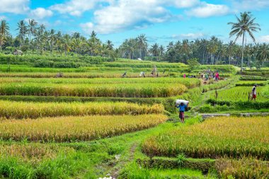 İşçiler pirinç Java Endonezya tarlada dikim karada