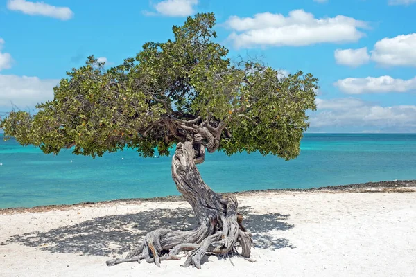 Divi Divi Tree Eagle Beach Aruba Island — Stock Photo, Image