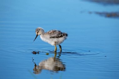 Young baby avocet picking food in spring clipart
