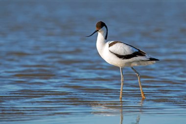  Pied avocet (Recurvirostra avosetta) captured close up in the blue water in the Netherlands clipart
