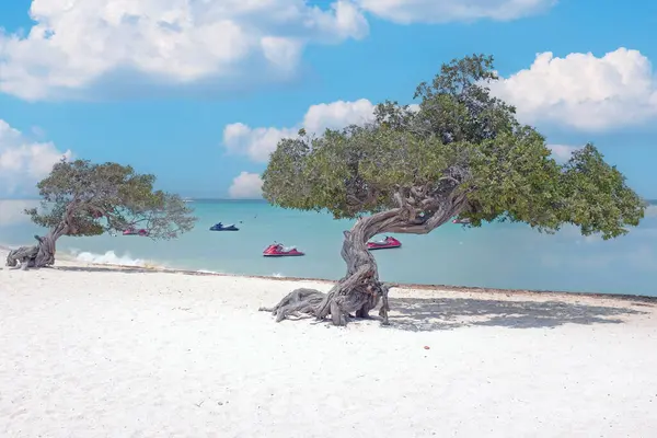 Adlerstrand Mit Divi Divi Bäumen Auf Aruba Niederländische Antille Stockbild