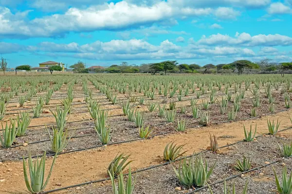 Aloe Plants Being Cultivated Field Aruba Island Caribbean Stockafbeelding