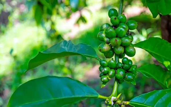 Kaffeebohnen Aus Nächster Nähe Grüne Arabica Samen Indonesien lizenzfreie Stockbilder