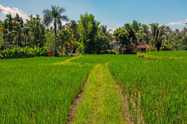 Tropical Landscape Rice Fields Palm Trees Java Indonesia Royaltyfria Stockbilder