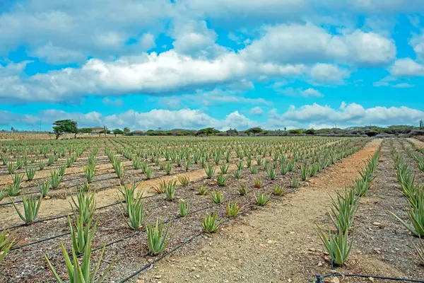 Aloe Plants Being Cultivated Field Aruba Royalty Free Stock Photos