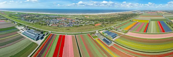 Aerial Panorama Tulipfields Village Petten Netherlands Stockafbeelding