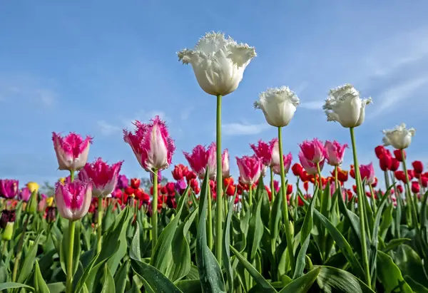 Blossoming multi colored tulips in the fields in the Netherlands in spring