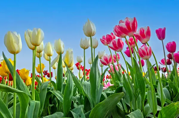 Bunte Tulpen Blühen Frühling Auf Den Feldern Den Niederlanden lizenzfreie Stockbilder