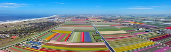 Panorama Aéreo Tulipfields Mar Del Norte Los Países Bajos Imagen de stock