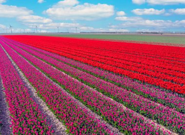 Hollanda 'da ilkbaharda lale tarlalarından gelen hava.