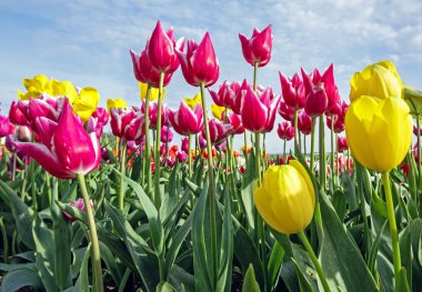 İlkbaharda Hollanda 'daki tarlalarda çok renkli laleler açıyor.