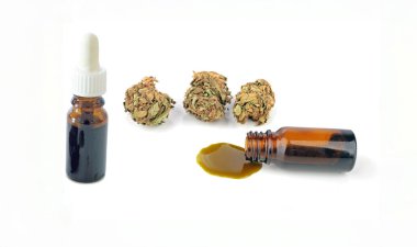 Tıbbi Esrar (Marihuana) yağı tüketime hazır