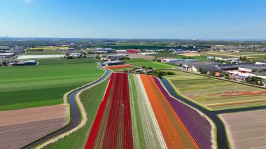 Hollanda 'da baharda iki kanal arasında çiçek açan lale tarlalarının havası