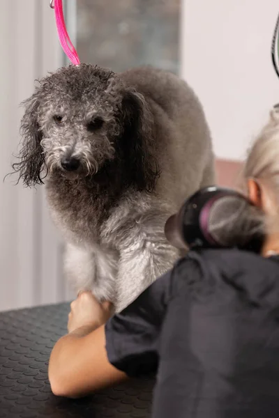 Hondencosmetica Concept Mooie Blonde Hondenverzorger Versiert Rasechte Poedelpuppy Puppy Met — Stockfoto