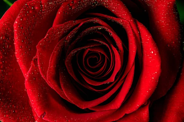 Gros Plan Une Rose Rouge Avec Des Gouttes Eau Saint — Photo