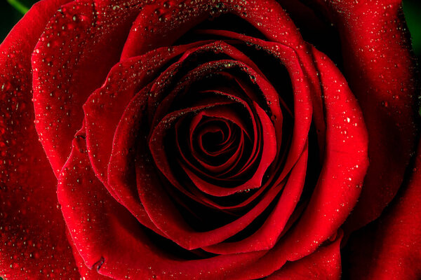 Close up of a red rose with water drops. Valentine day or birthday background. Red flower after a rainy day