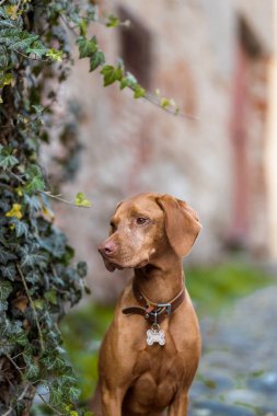 Sevimli, yaşlı bir Macar av köpeği Vizsla 'nın şehir portresi. Şirin köpek oturuyor ve bakıyor.