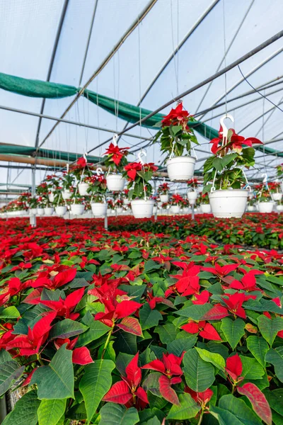 stock image The greenhouse full of red poinsettias, Christmas star plant ready for sale. Horticulture concept with flowers in pots