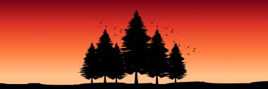 Gün batımında çam ağacı siluetleri