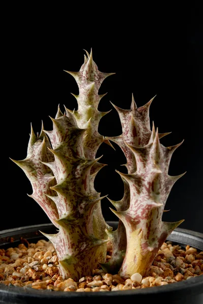 Cactus Fleur Plante Sur Fond Arrière — Photo