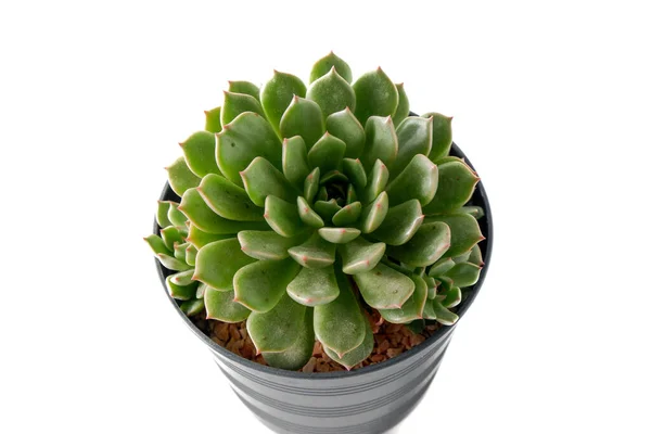 Cactus Succulent Plant White Background — Stock Photo, Image