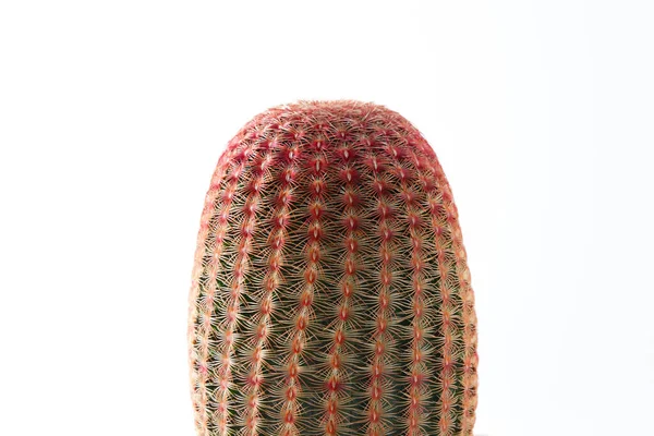 Cactus Planta Suculenta Sobre Fondo Blanco —  Fotos de Stock