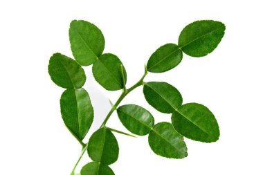 Bergamot kaffir limonu beyaz arka planda taze bitkiler bırakır. Pişirmek için yeşil turunçgil limonu malzemesi.