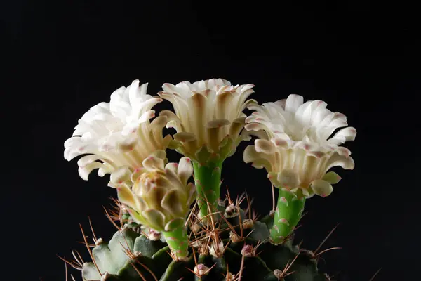 Cactus Planta Flores Fondo Trasero —  Fotos de Stock