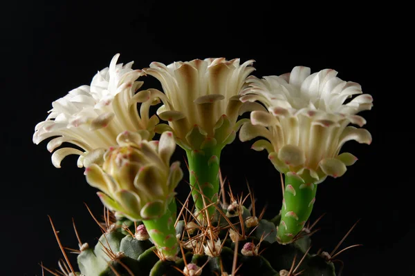 Kwiat Kaktusa Tylnym Tle — Zdjęcie stockowe