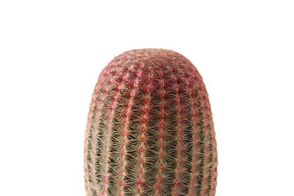 Kaktus Suckulent Växt Vit Bakgrund — Stockfoto