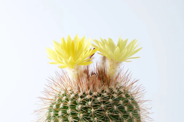 Kaktus Blomma Växt Vit Bakgrund — Stockfoto