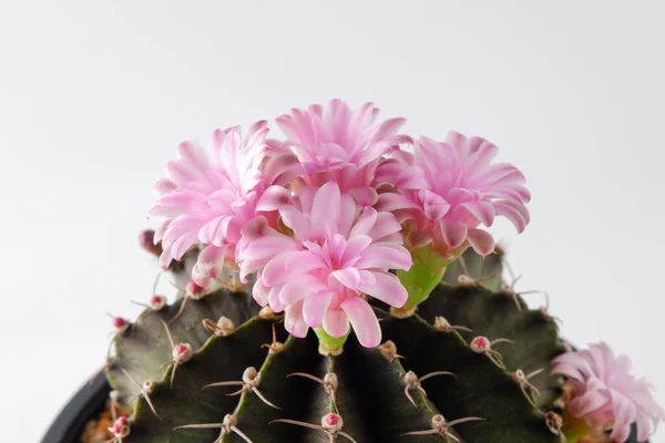 Cactus succulent plant on white background