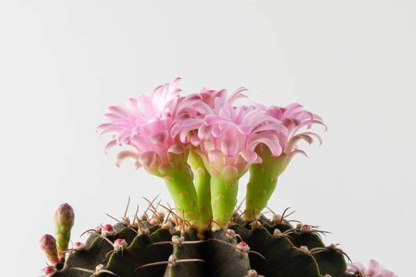 Cactus succulent plant on white background