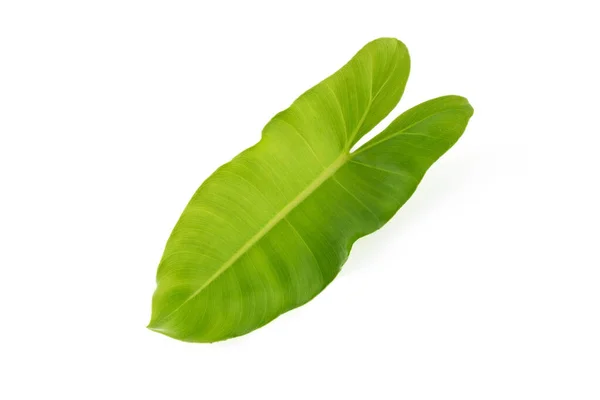 Tropische Blätter Auf Weißem Hintergrund — Stockfoto