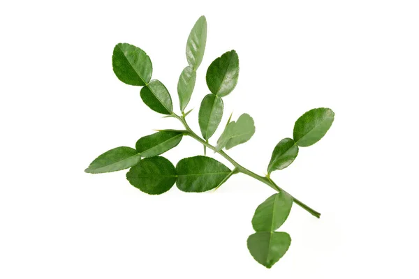Bergamot Kaffir Lime Leaves Herb Fresh Ingredient Isolated White Background — Stock Photo, Image