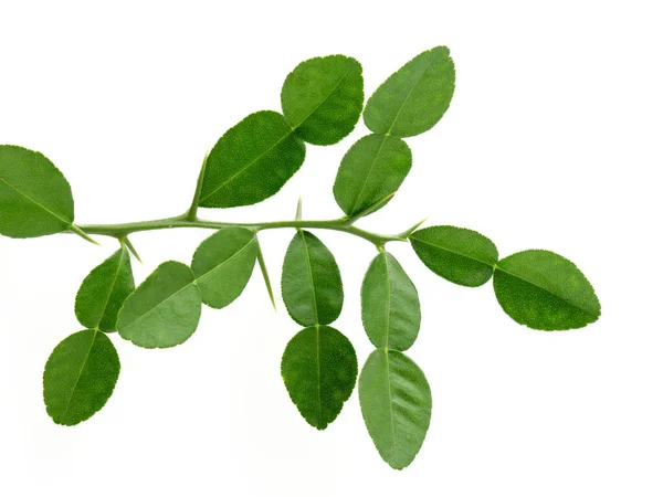 Bergamot Kaffir Limetka Listy Bylina Čerstvá Složka Izolované Bílém Pozadí — Stock fotografie