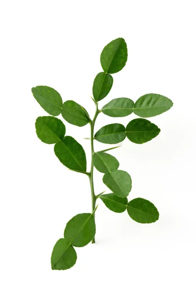 Зеленый Цитрусовый Тайский Лайм Ингредиент Приготовления Пищи — стоковое фото