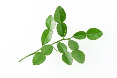 Bergamot kaffir limonu beyaz arka planda taze bitkiler bırakır. Pişirmek için yeşil turunçgil limonu malzemesi.