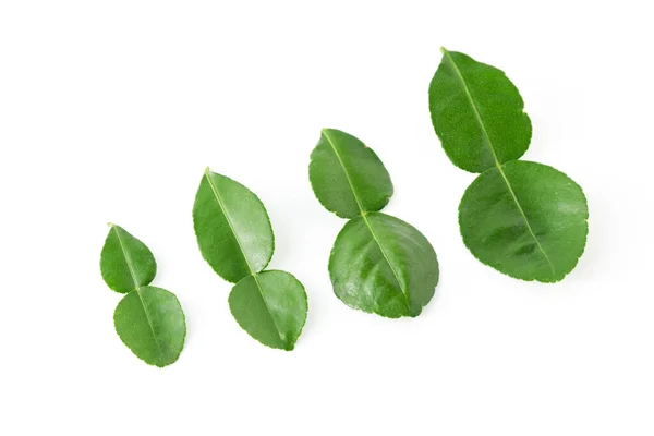 stock image Bergamot kaffir lime leaves herb fresh ingredient isolated on white background.Green citrus thai lime ingredient for cooking