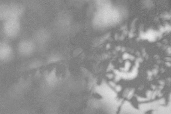 Μαύρο Και Άσπρο Αφηρημένο Φόντο Υφή Των Φύλλων Σκιές Ένα — Φωτογραφία Αρχείου