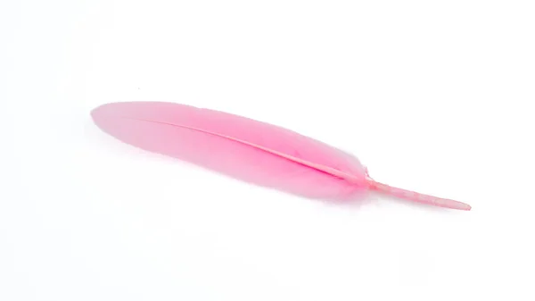白い背景に孤立したピンクの羽 — ストック写真