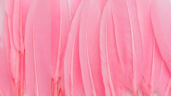 Różowy Pióro Wełna Wzór Tekstury Tło — Zdjęcie stockowe