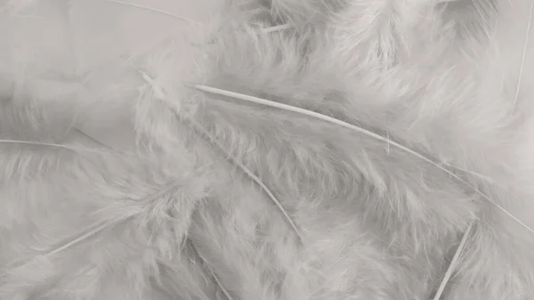 Λευκό Φτερό Μαλλί Μοτίβο Υφή Φόντο — Φωτογραφία Αρχείου