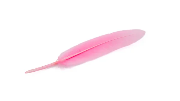 Pink Feather Isolated White Background — Stock Photo, Image