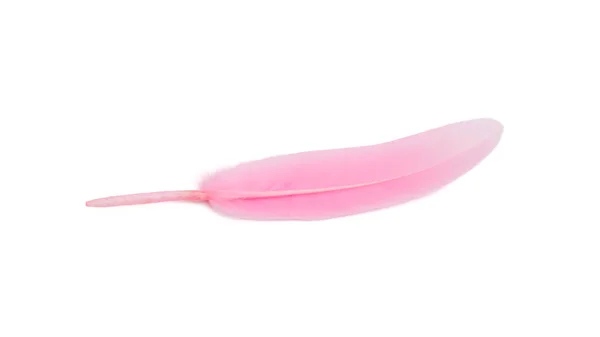 Pink Feather Isolated White Background — Stock Photo, Image