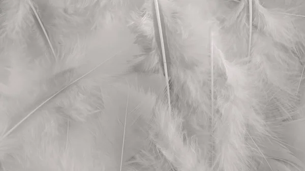 白い羽の毛の模様の質感の背景 — ストック写真