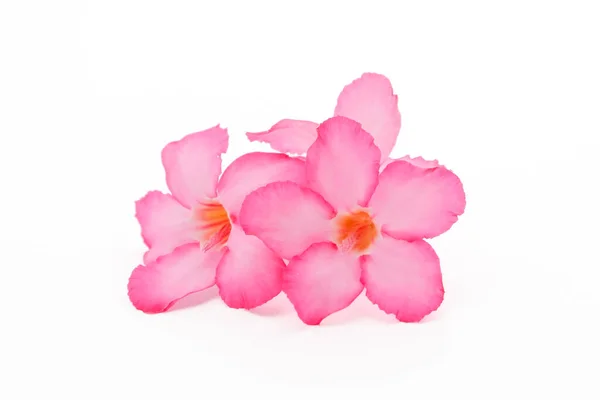 Fiore Tropicale Rosa Adenio Rosa Del Deserto Sfondo Bianco Isolato — Foto Stock