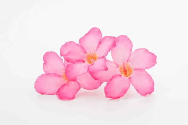 Flor Tropical Rosa Adenium Rosa Del Desierto Sobre Fondo Blanco —  Fotos de Stock