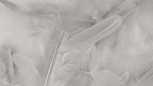 Weiße Feder Wolle Muster Textur Hintergrund — Stockfoto