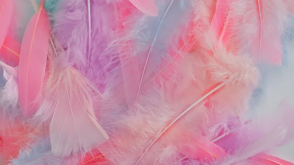 Розовое Перо Шерсть Узор Текстуры Фона — стоковое фото